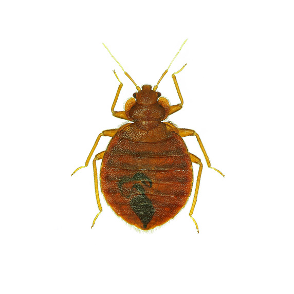 Bed Bugs—These insects also feed on blood and typically at night. Their bites can result in rashes or skin irritation, as well as allergic symptoms. As their name suggests, they are commonly found in beds, but they can also gather elsewhere, like in clothing, luggage, and couches or other furniture. Bed bugs are very small and their bodies are oval and brown in color, though they can turn more reddish after they feed. These pests are annoying and not wanted in the places humans sleep.