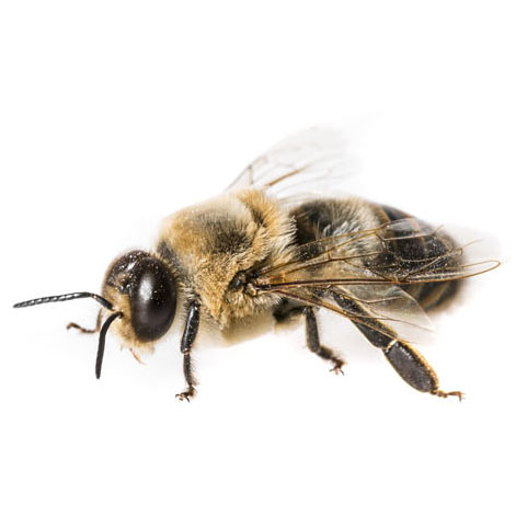 Suffering with bees, wasps, hornets, and other stinging pests in your home can become a major problem. Stings by these pests are a major cause of morbidity and mortality—they account for more fatalities than any other venomous animal in the United States. You do not want an infestation of these pests. It’s best they stay outside.