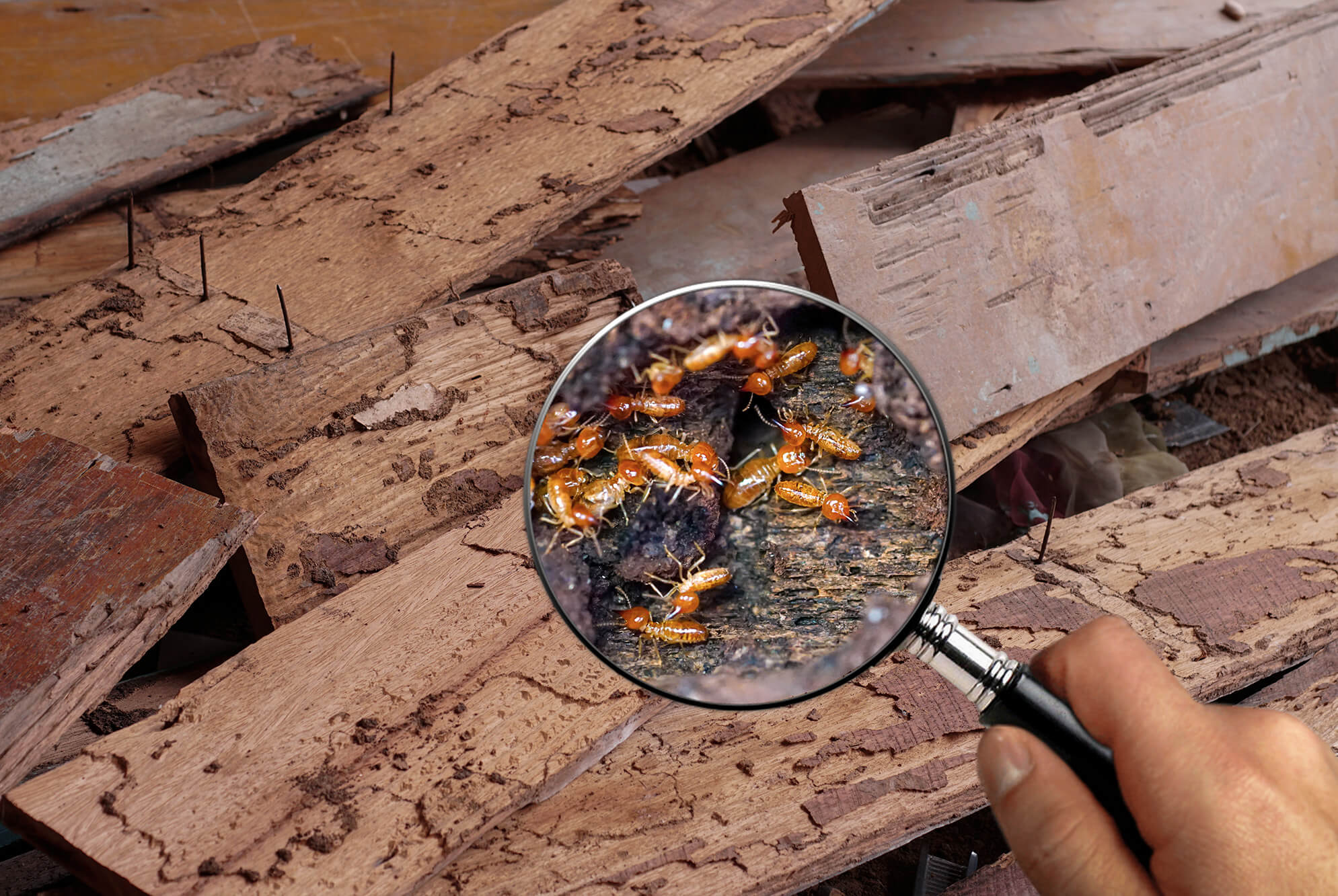 magnifying glass focused on termite infestation - damaged wood due to termites - termite control - Belleville, IL