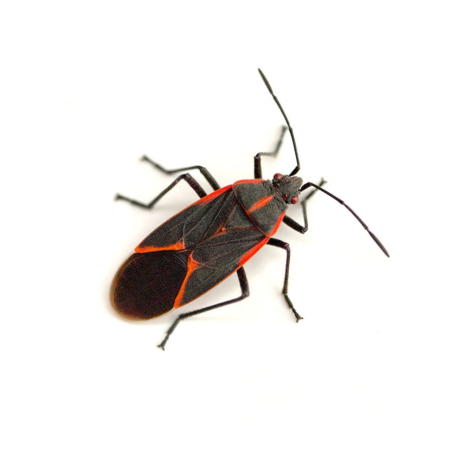 A boxelder bug is called that because it is often found on or near boxelder trees. They are black with reddish markings and six legs. They can become a nuisance as the weather changes from winter to spring and they start to invade sheds, garages, and homes. They do not pose a danger to humans and don’t tend to bite. If you do get bitten by this bug, it wouldn’t affect you more than a small mosquito bite. They can produce strong, unpleasant odors, making them mostly a nuisance bug.