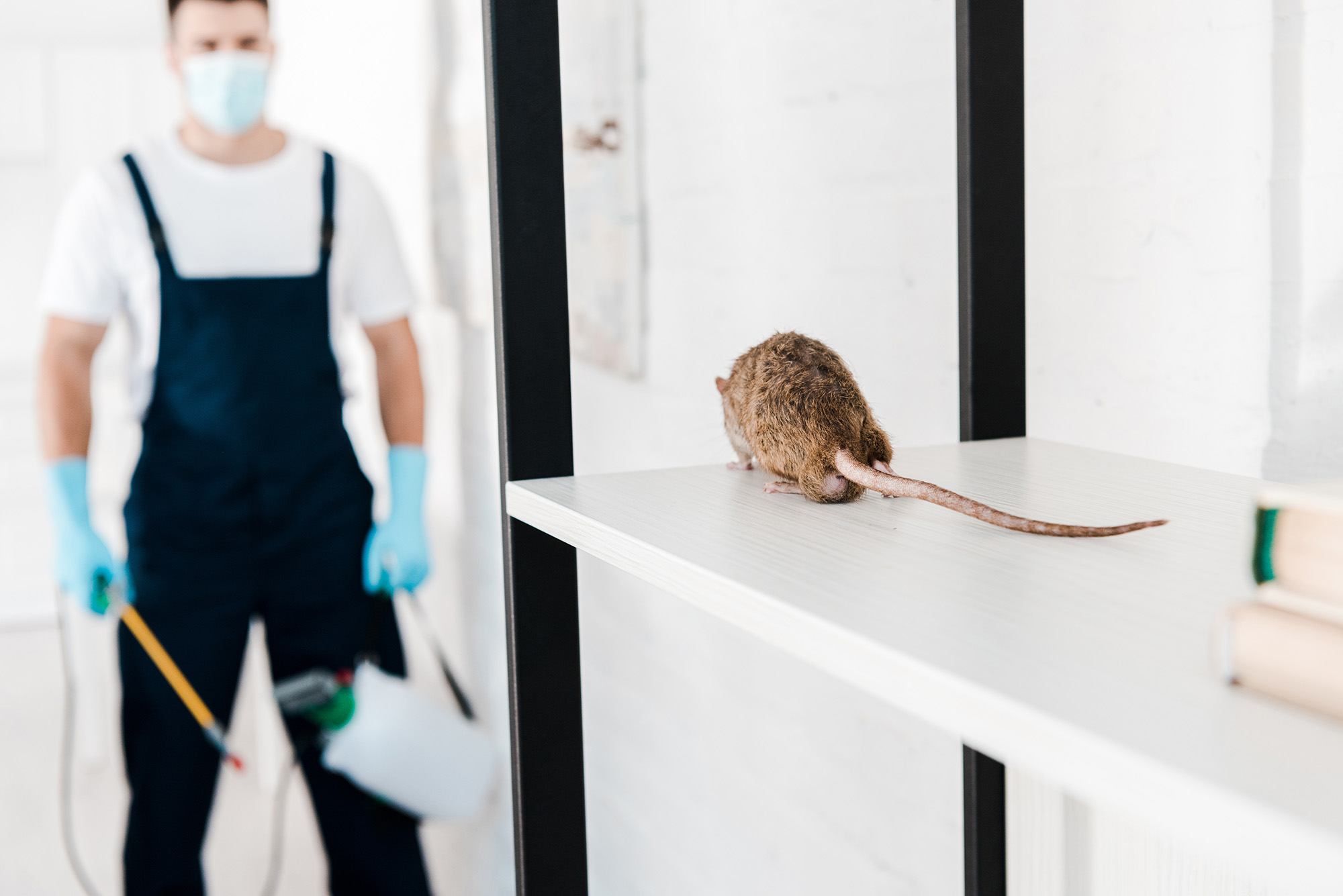 selective focus of rat near exterminator holding extermination equipment - Champaign, IL