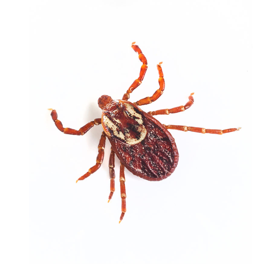 Deer Ticks—These tiny ticks have black legs and feed off the blood of large animals, including deer, as its name suggests. However, they will also bite humans. It is difficult to know if you’ve been bitten by a deer tick or if you have them in your home, as they are incredibly tiny—no bigger than the point of a pencil. They tend to be found in hidden parts of the body, such as the armpit or groin. Unfortunately, they can spread bacteria that can potentially cause diseases like Lyme disease and Rocky Mountain spotted fever. Exterminate these pests if they’re in your home.