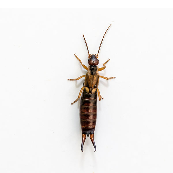 Earwigs—These insects sound unpleasant, but are mostly harmless. They do not lay eggs in human ears and they certainly don’t crawl into your brain to eat it. They do not have stingers or venom, so they do not pose a danger to humans. Earwigs have six legs, two antennae, three body sections, and a set of pincers towards the end of their abdomens. They are small, ranging from 5 to 25 millimeters in size. They are mostly frustrating pests because of the damage they can do to gardens, flowerbeds, and homes.