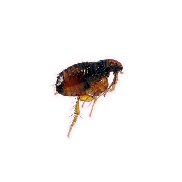 Fleas—Fleas are also insects, and like ticks, they feed off the blood of their host. You are more likely get a flea infestation if you have pets who are more susceptible since they spend more time outside. There are over 2,500 species of this small, flightless insect. They are unpleasant parasites and can affect humans by causing itching and irritation, and also spreading potentially dangerous diseases. Definitely do not hesitate to call the professionals if you think you might have a flea infestation in your home.
