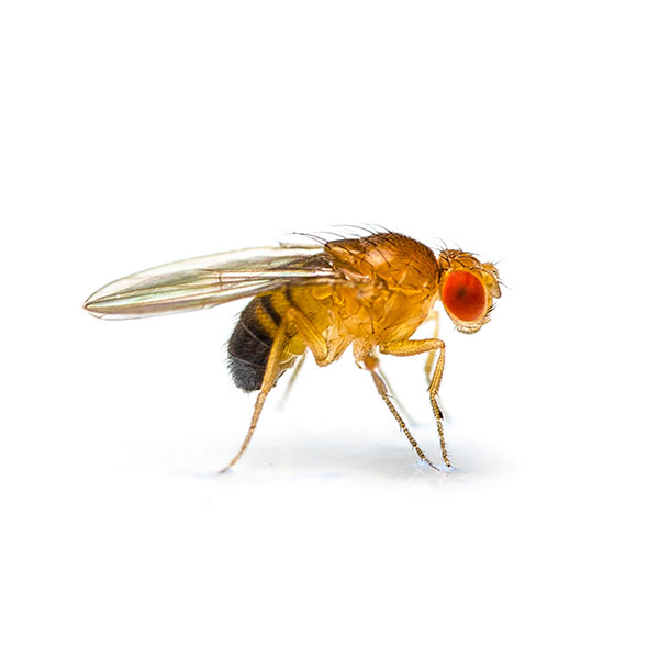 Fruit Flies—These insects often infest homes that have fruit sitting out, whether ripe or rotting. Fruit flies, as their name suggests, are attracted to fruit, though they also enjoy fermented substances like beer and wine. An infestation can develop in the kitchen or the trash can. These pests are difficult to control, as the females can lay about 500 eggs at a time and they hatch almost immediately at less than 2 days. Fruit flies are a nuisance, but they can also contaminate food by spreading bacteria.