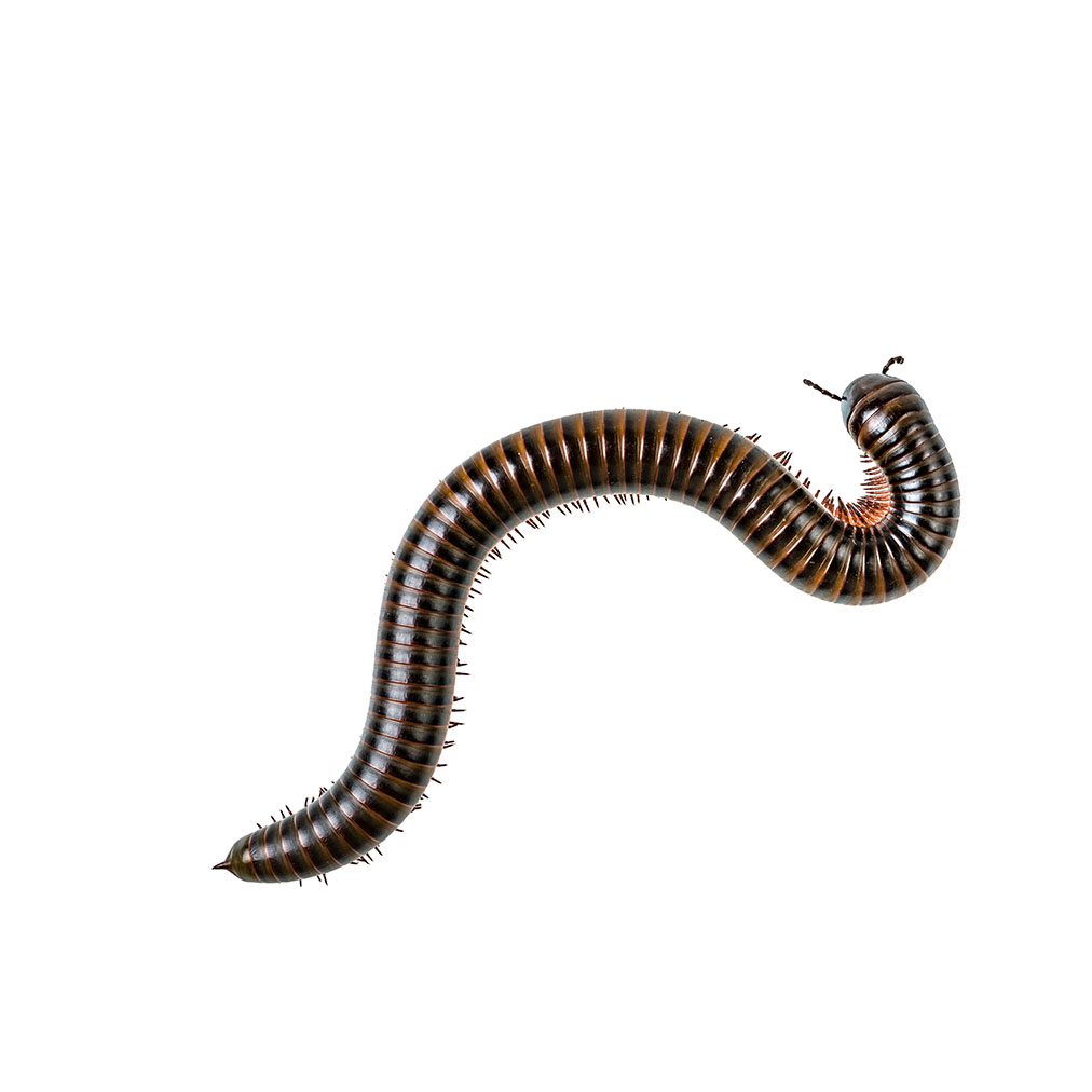 Millipedes—Like the centipede, this insect also has many legs, but typically more than its counterpart. The number of legs generally ranges from 40 to 400 pairs, though few people want to get close enough to count them all. Thankfully, millipedes are not poisonous, though many species have glands that can produce fluids that may cause irritation or allergic reactions in some people. Their defensive spray can cause discoloration in the skin.