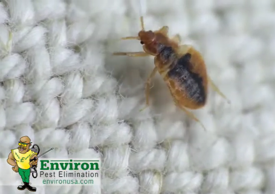Environ Pest Elimination, Inc. close up footage of bed bug crawling on white cotton fabric - Springfield, IL