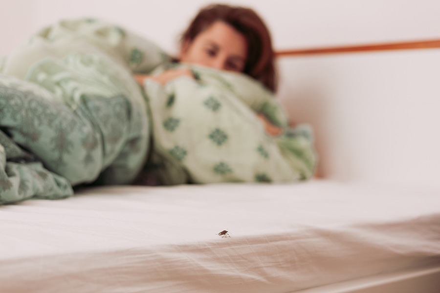 Woman in bedroom grossed out by bed bug walking on her bed - Springfield, IL