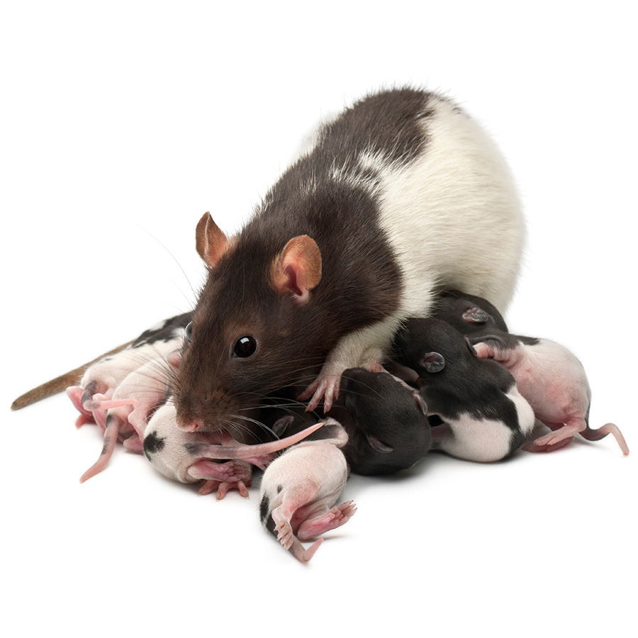 Mama Rat feeding its babies - Rat infestation - rodent control - Springfield, IL