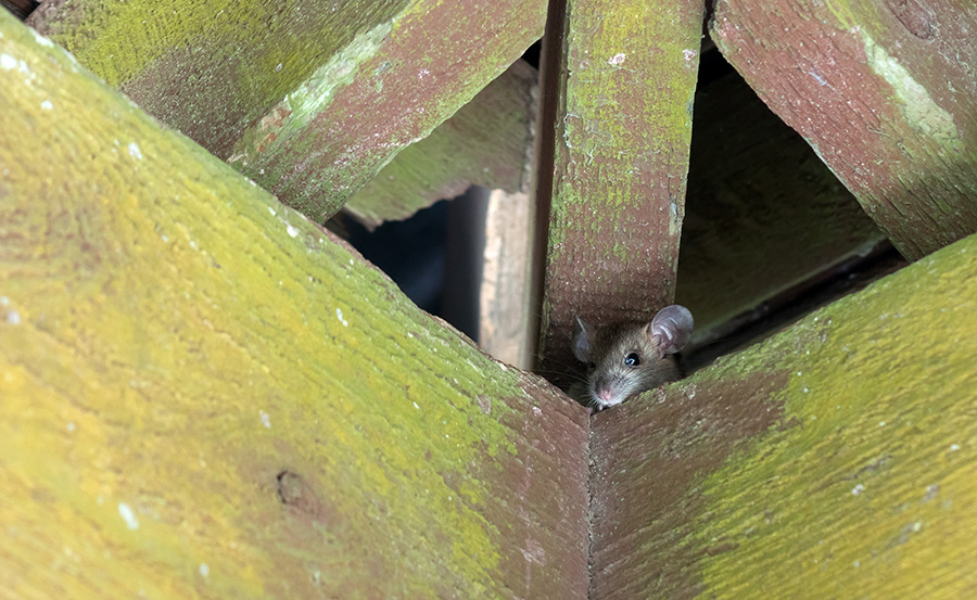 rat peeps out of a hole in the roof - rodent infestation - rodent control - field mouse - Springfield, IL