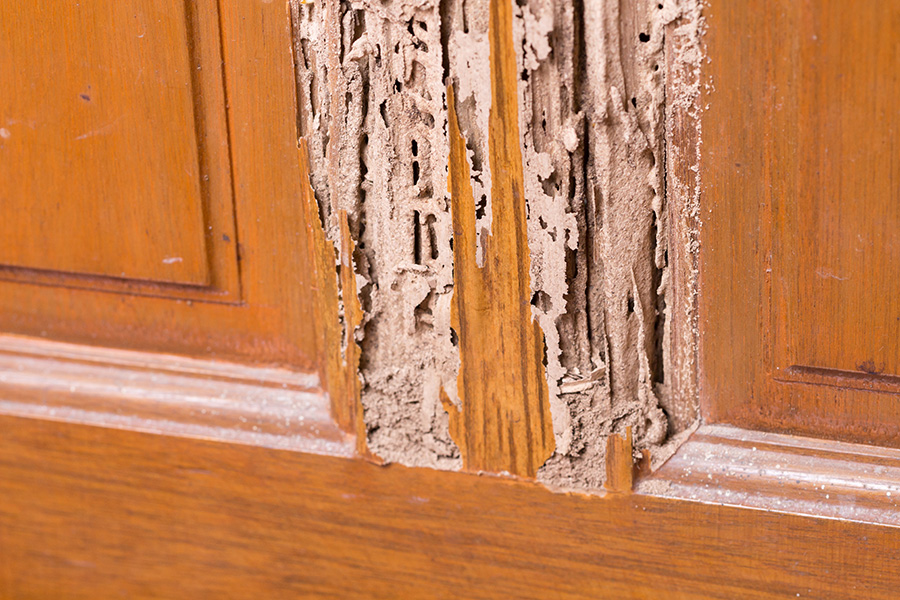 Wooden door with signs of termite damage - termite control - Springfield, IL