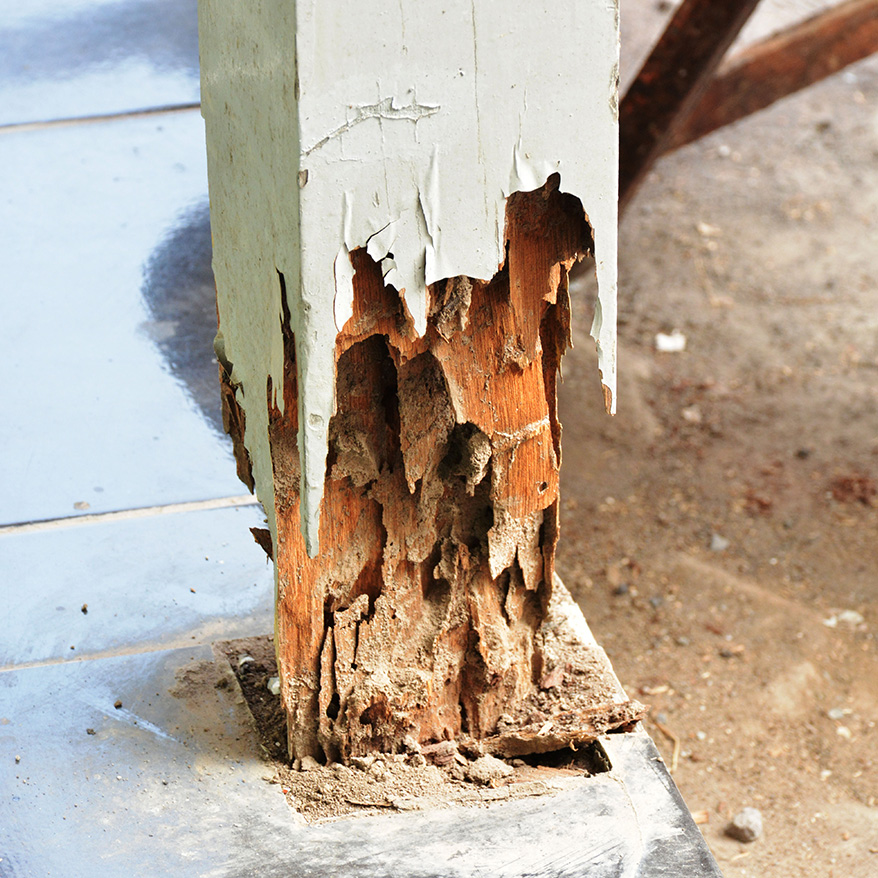 Base of the pole damaged by termites - structural integrity compromised - Springfield, IL