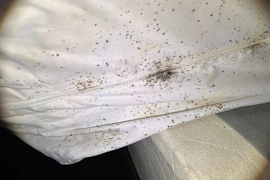 Bed bug eggs, bed bug fecal matter and a bed bug on a headboard