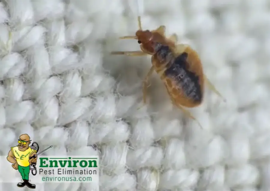 Environ Pest Elimination, Inc. close up footage of bed bug crawling on white cotton fabric - Peoria, IL