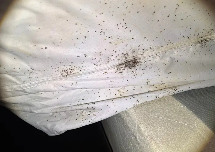 Bed bug eggs, bed bug fecal matter and a bed bug on a headboard